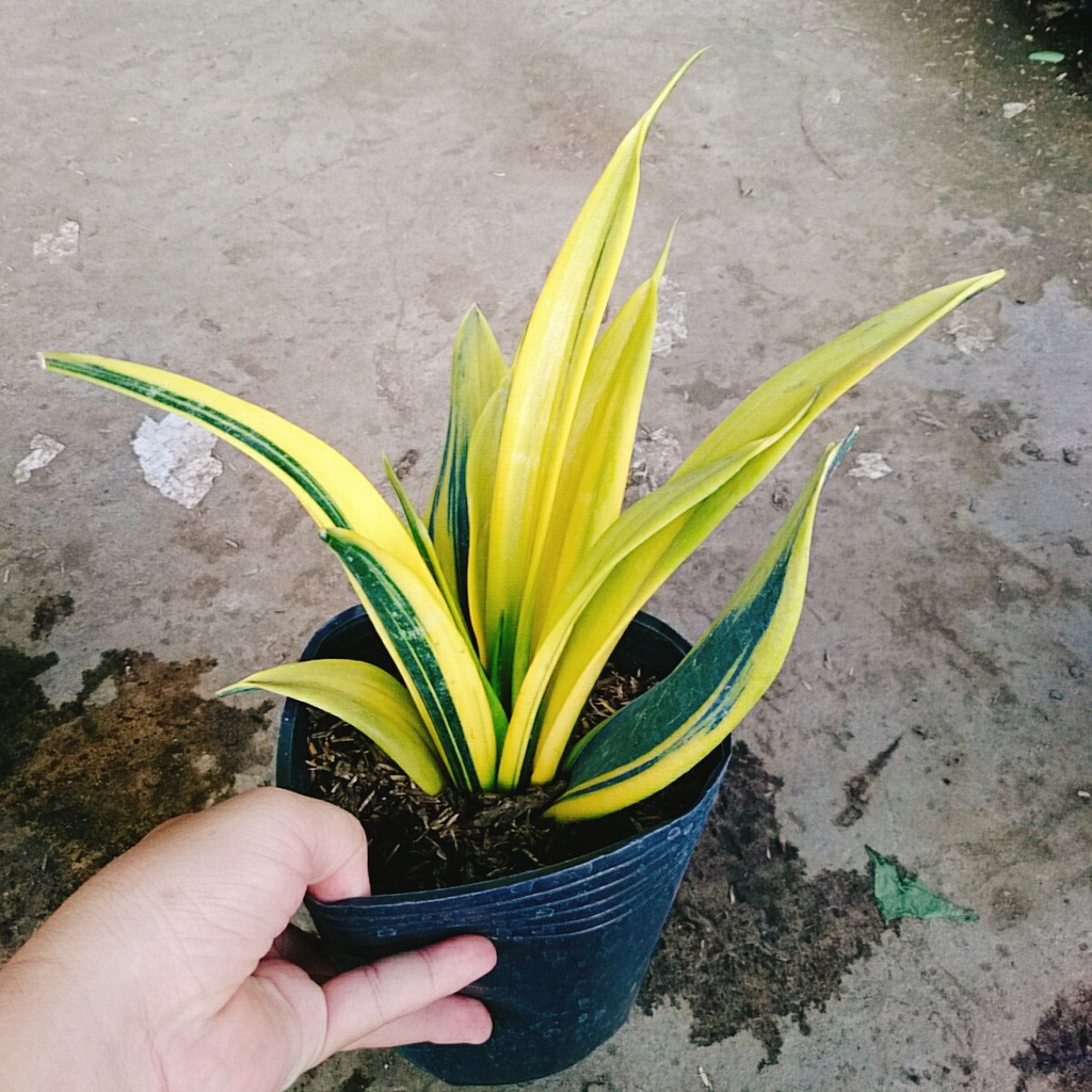 Cây Lưỡi Hổ Hoàng Kim - cây cảnh để bàn