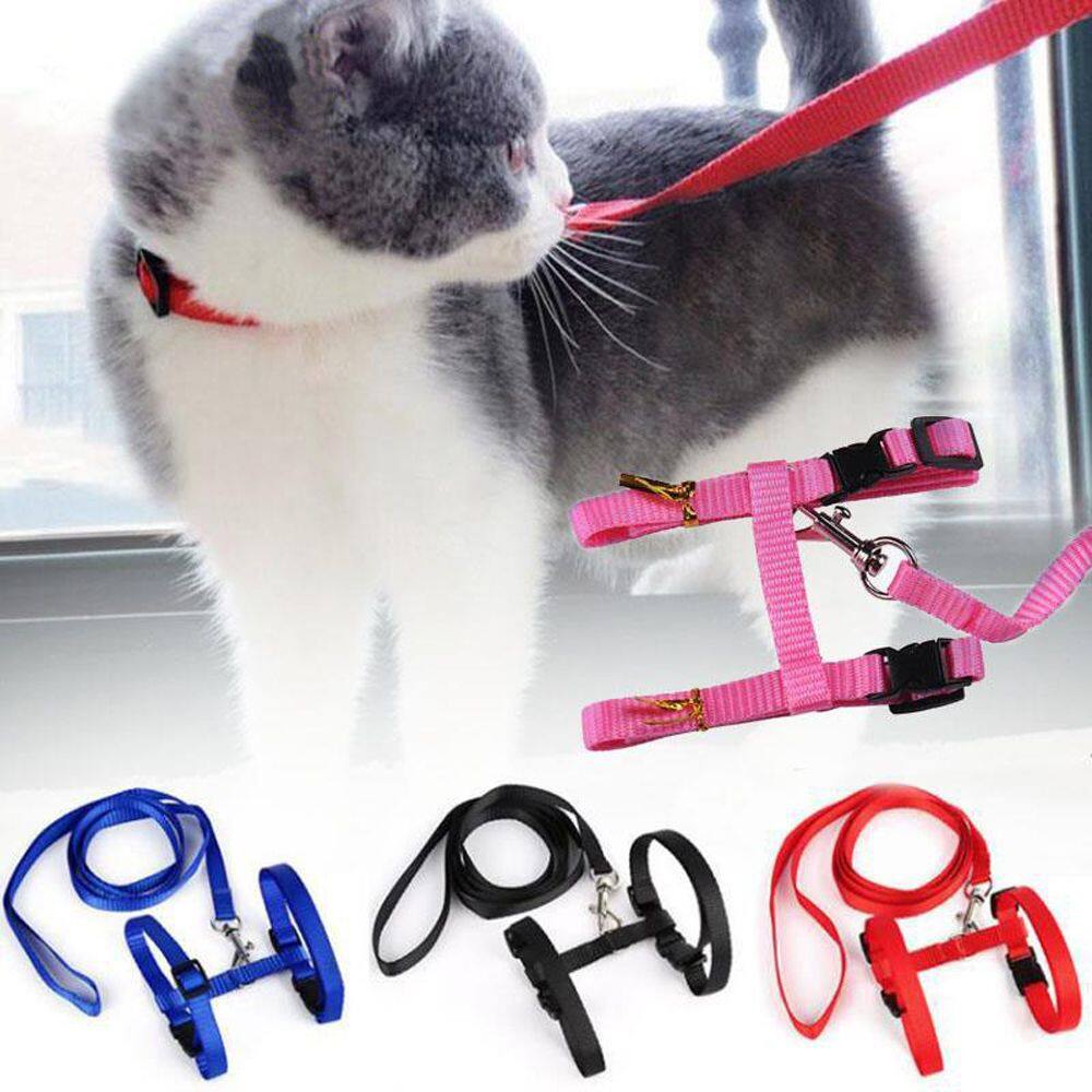 kitten collar and leash
