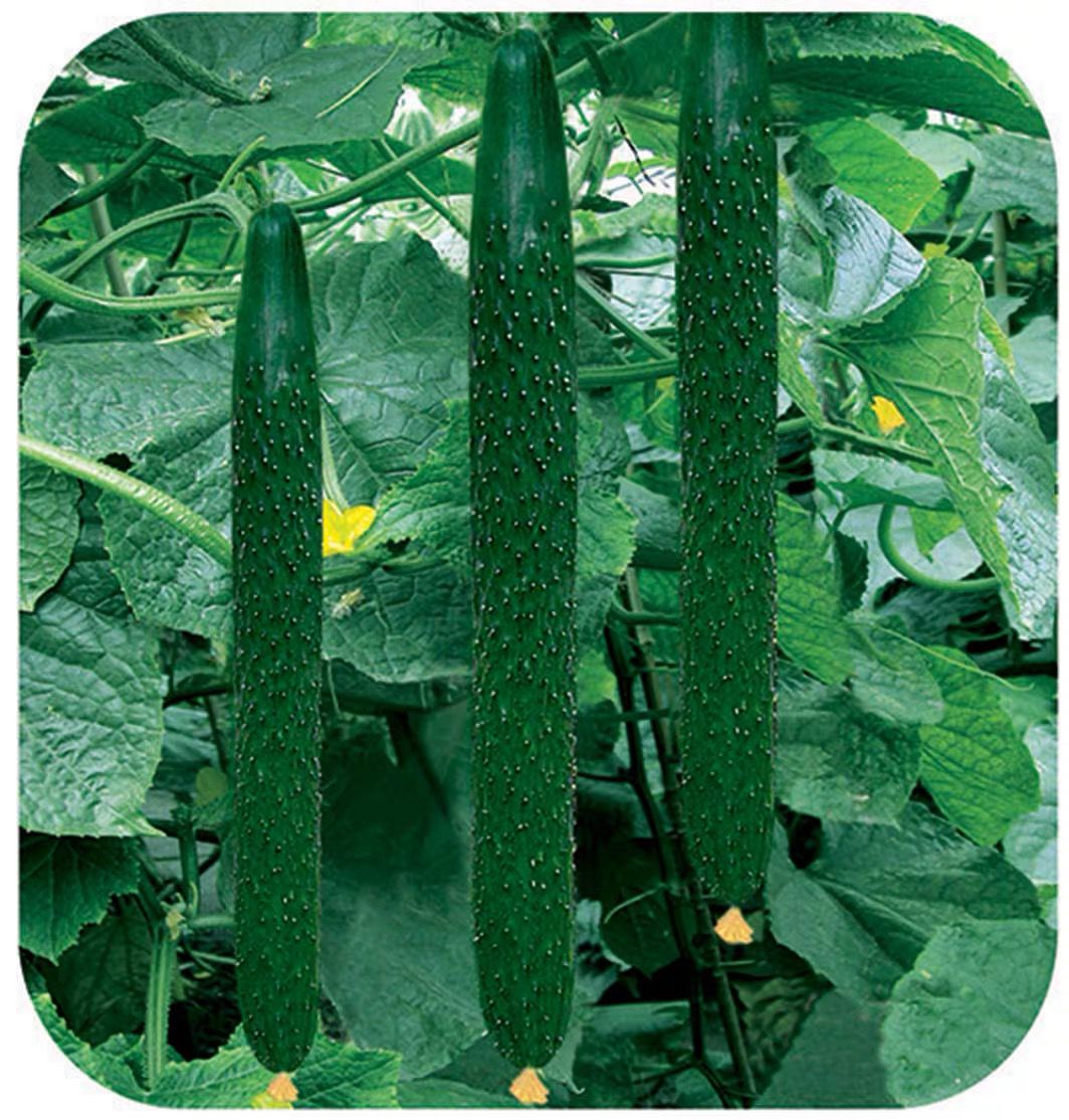 Benih Timun Jepun / Japan Cucumber Seeds / 日本黄瓜种子