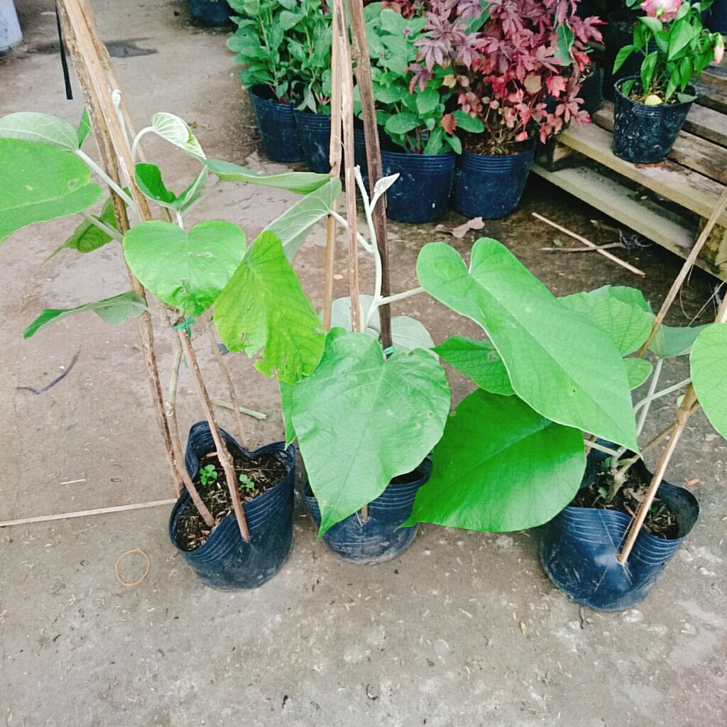 Dây Leo Cát Đằng Lá Lớn - cây cảnh vườn
