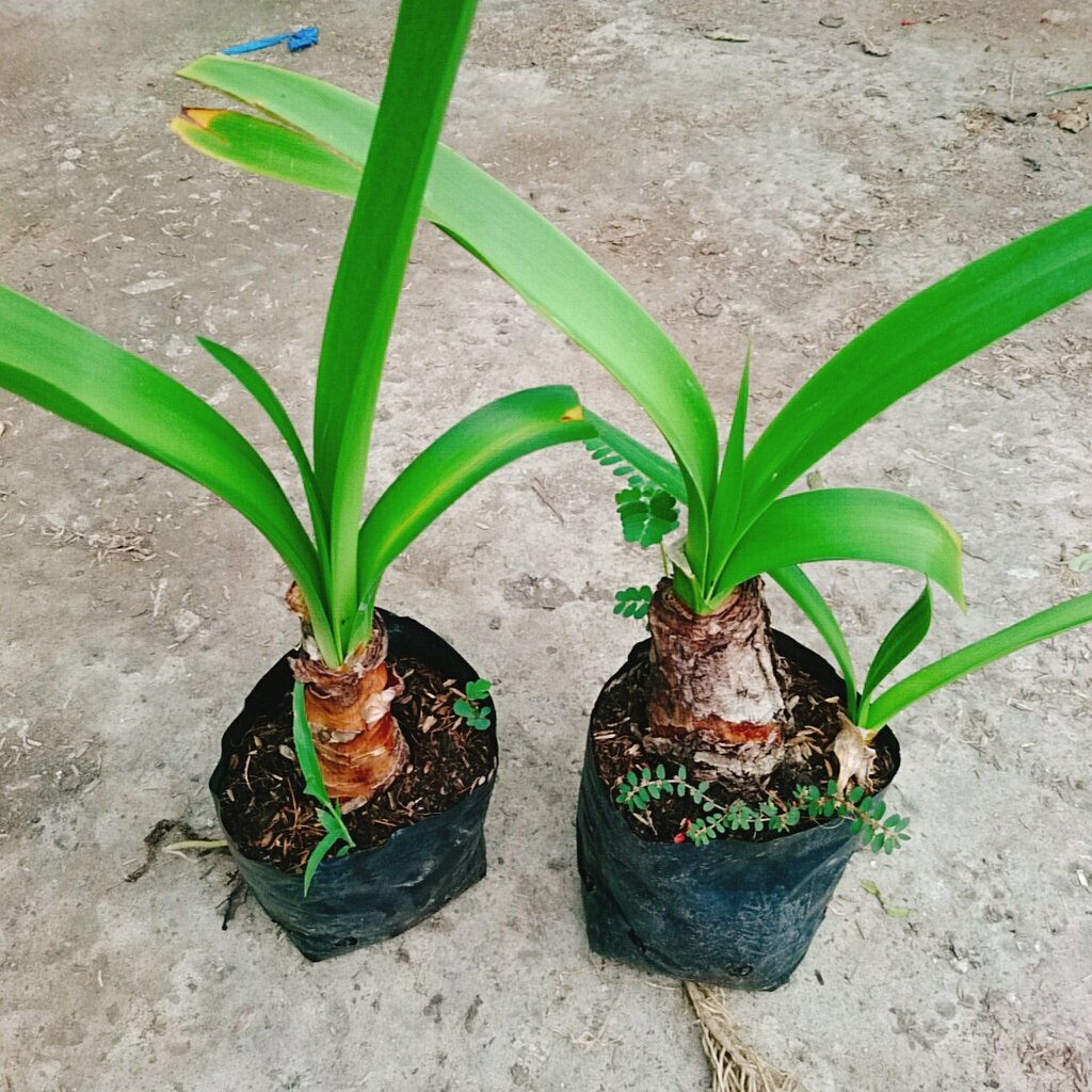 Cây Bạch Trinh Biển - cây thuỷ tiên