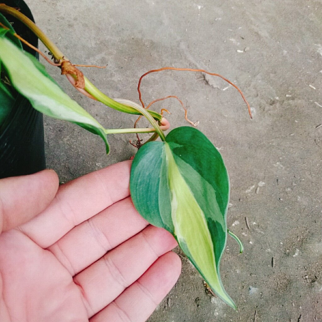 Trầu bà Brazil ( Philodenron Brazil )