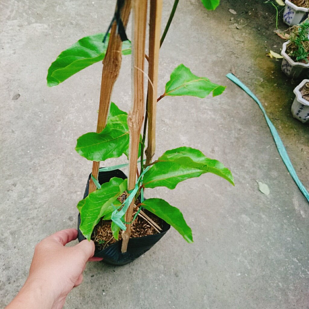 Cây Chanh Dây Ngọt Vàng - 3 tháng cho trái