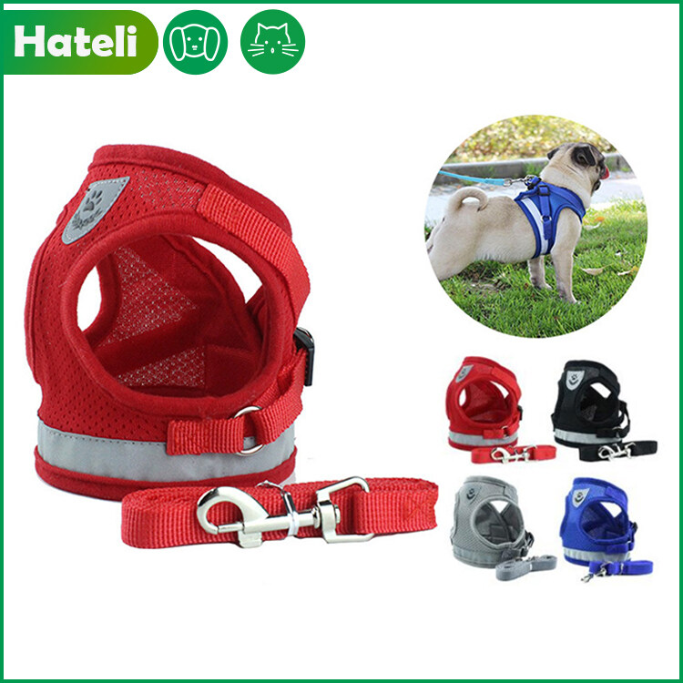 harness and leash