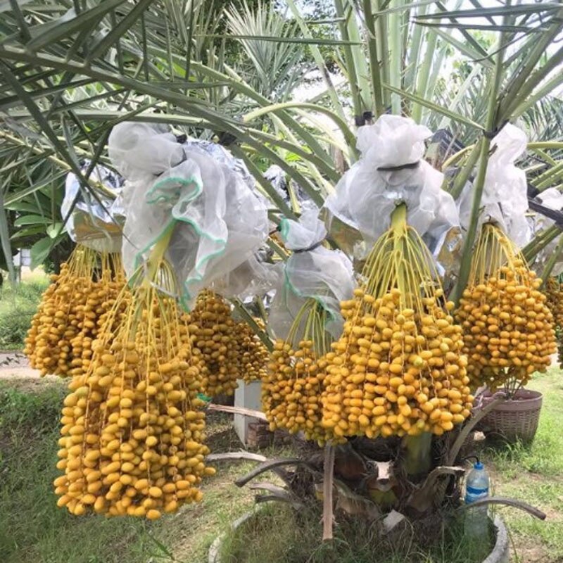 Cây Chà Là Trung Đông (Cây cao 30 - 40cm)