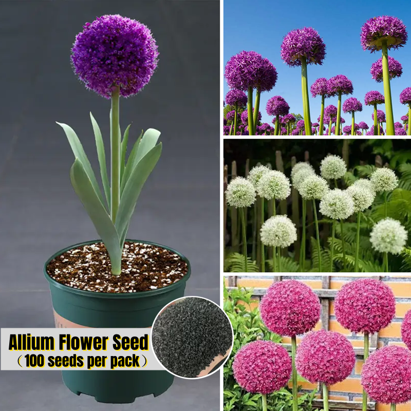 Assorted Colours Allium Flower Seeds (100pcs/bag) 大花葱种子 Allium
