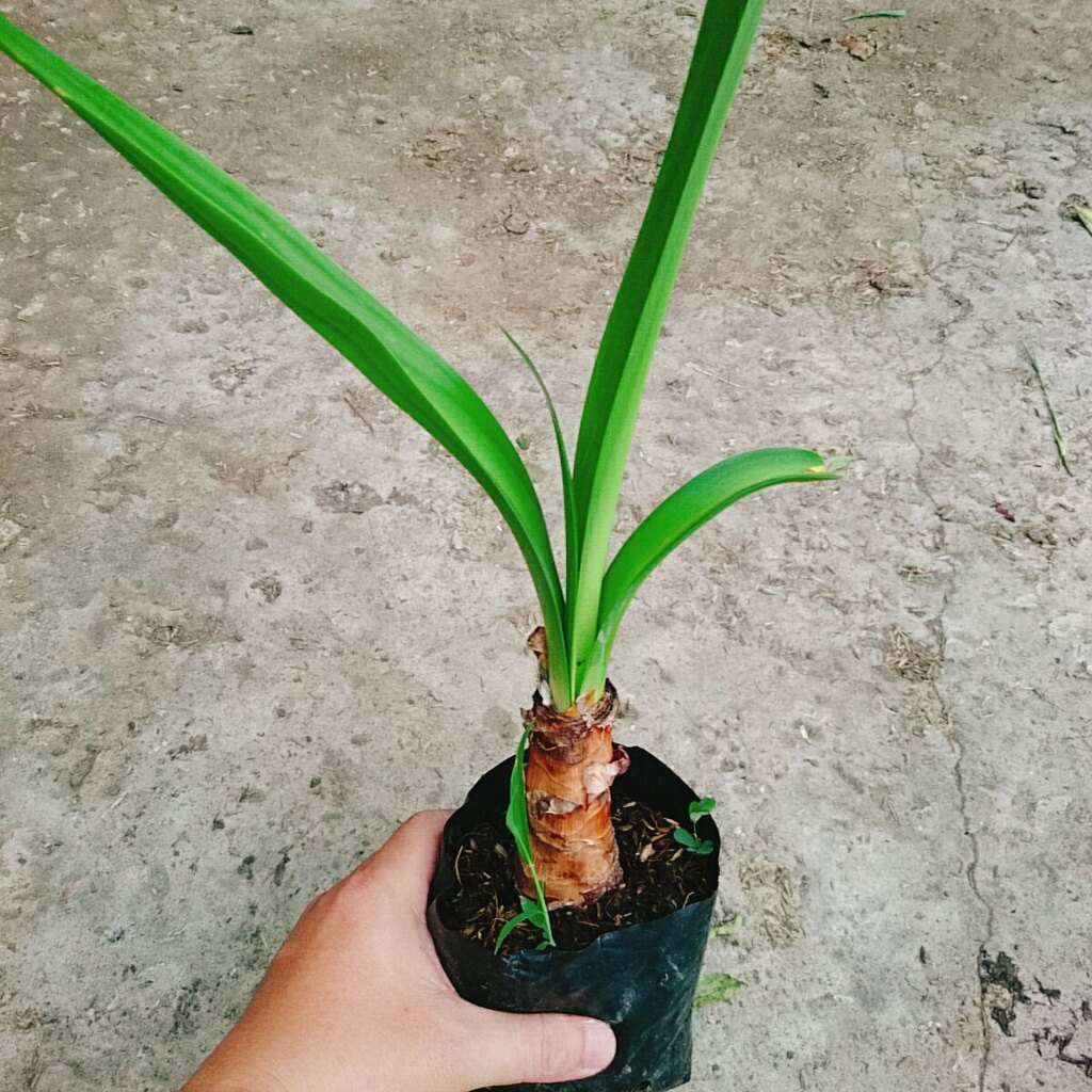 Cây Bạch Trinh Biển - cây thuỷ tiên