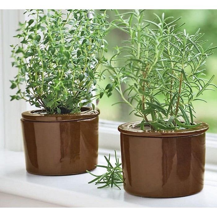 Gói 20 Hạt Giống Cỏ Xạ Hương Thyme