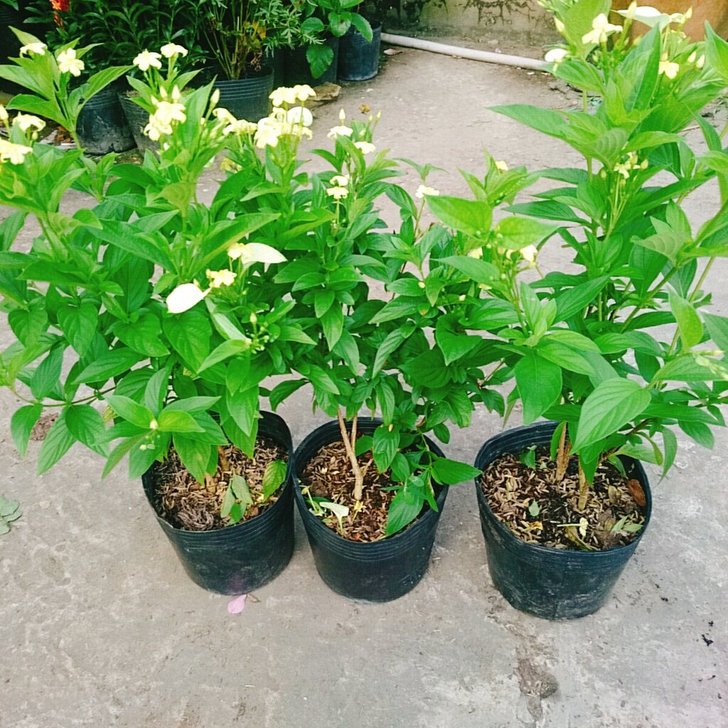 Cây Ngọc Mai - cây cảnh sân vườn