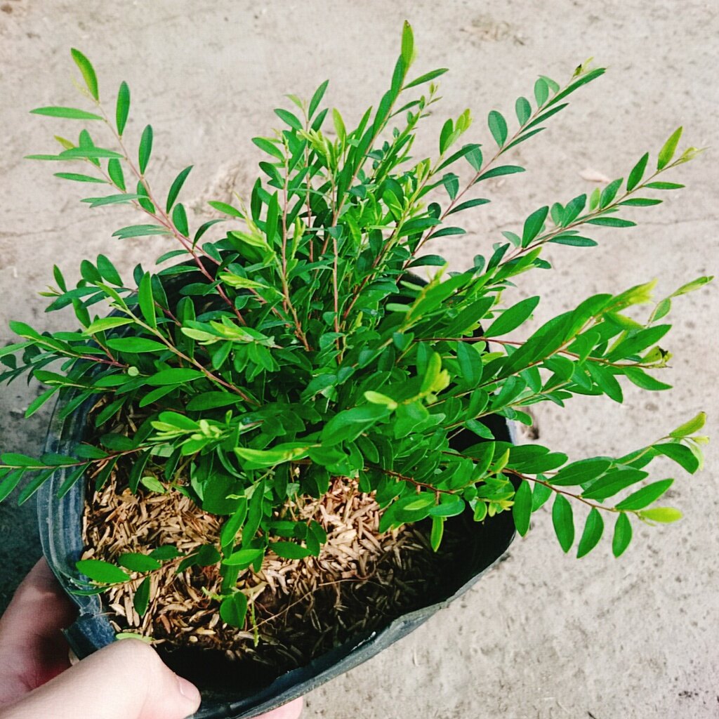 Cây Sơn Liễu Thái - cây cảnh sân vườn
