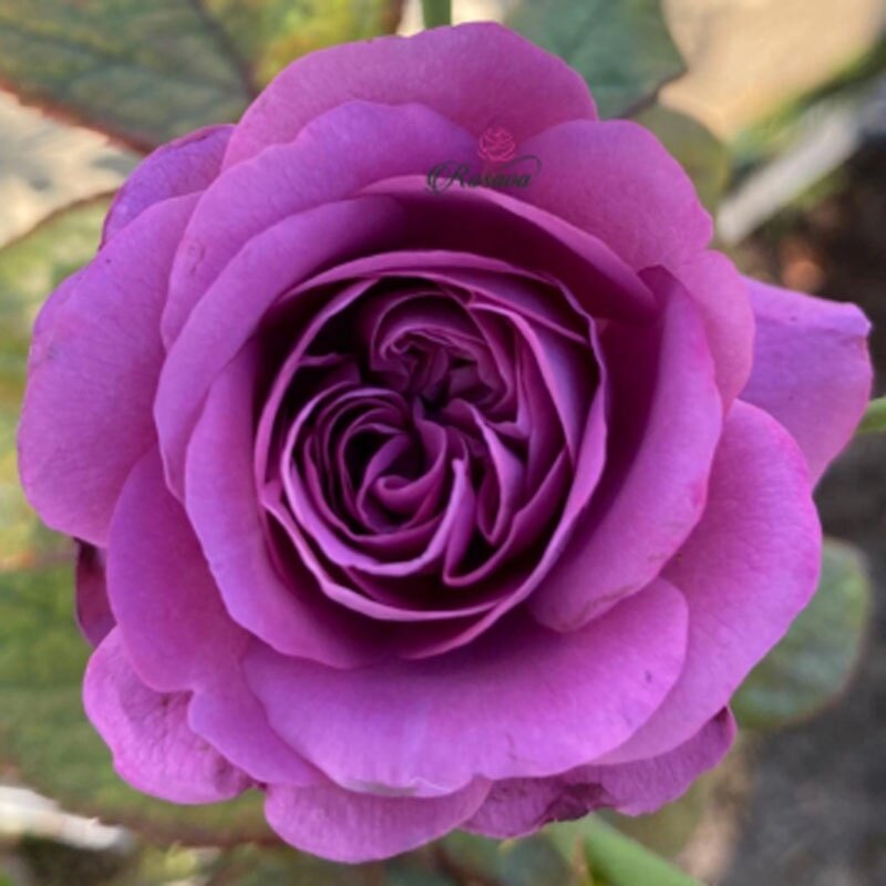 Hoa Hồng Tím ( Thank You Rose )