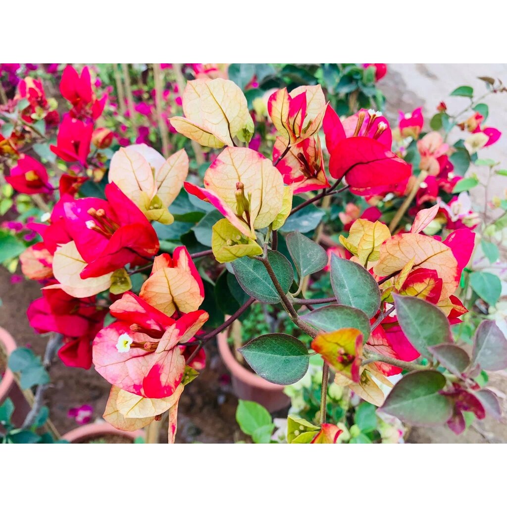 Cây hoa giấy đổi màu Ấn Độ - cây cảnh để bàn