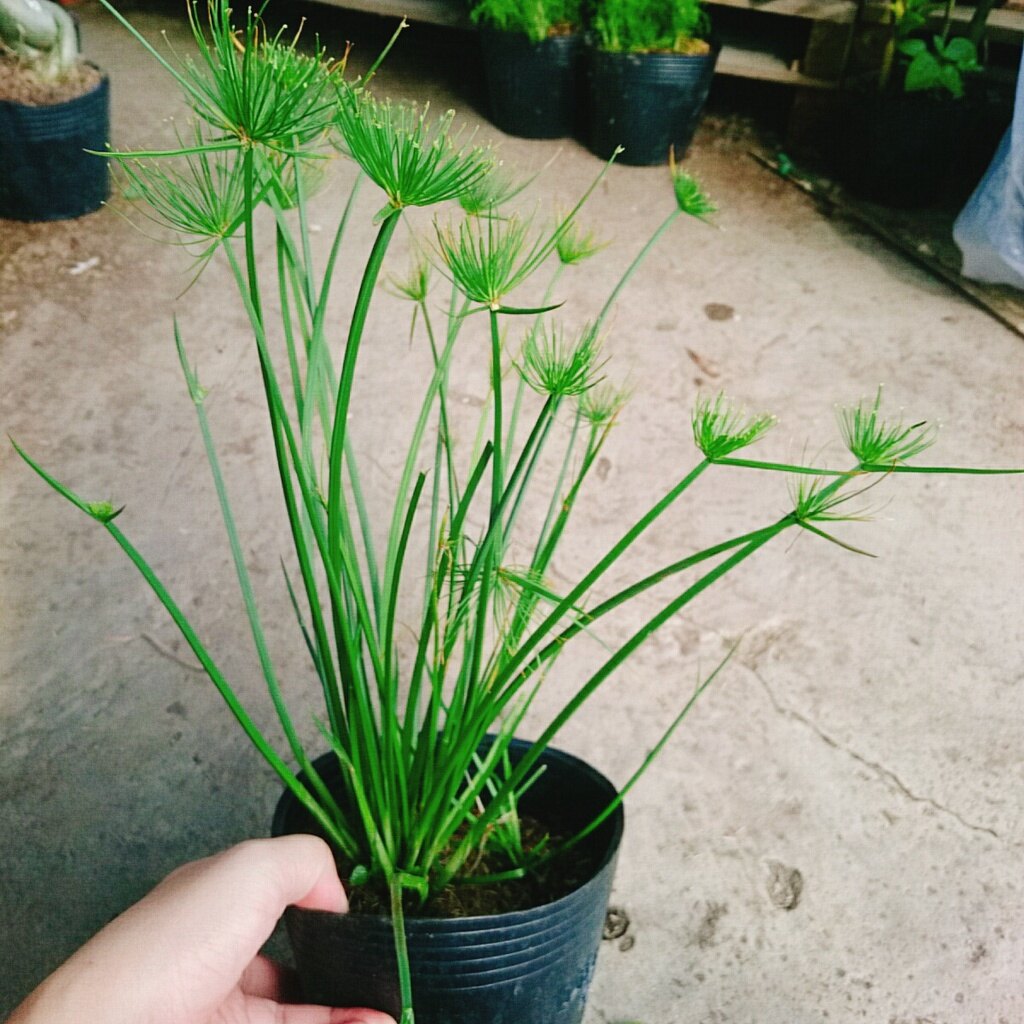 Cây Thủy Trúc Thái - cây cảnh thủy sinh