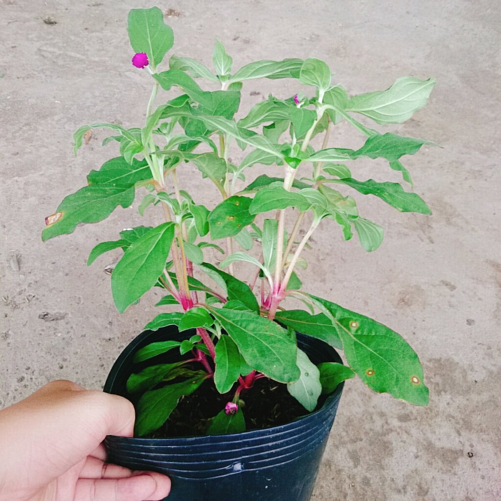 Hoa Cúc Bách Nhật Đã Có Hoa Và Nụ