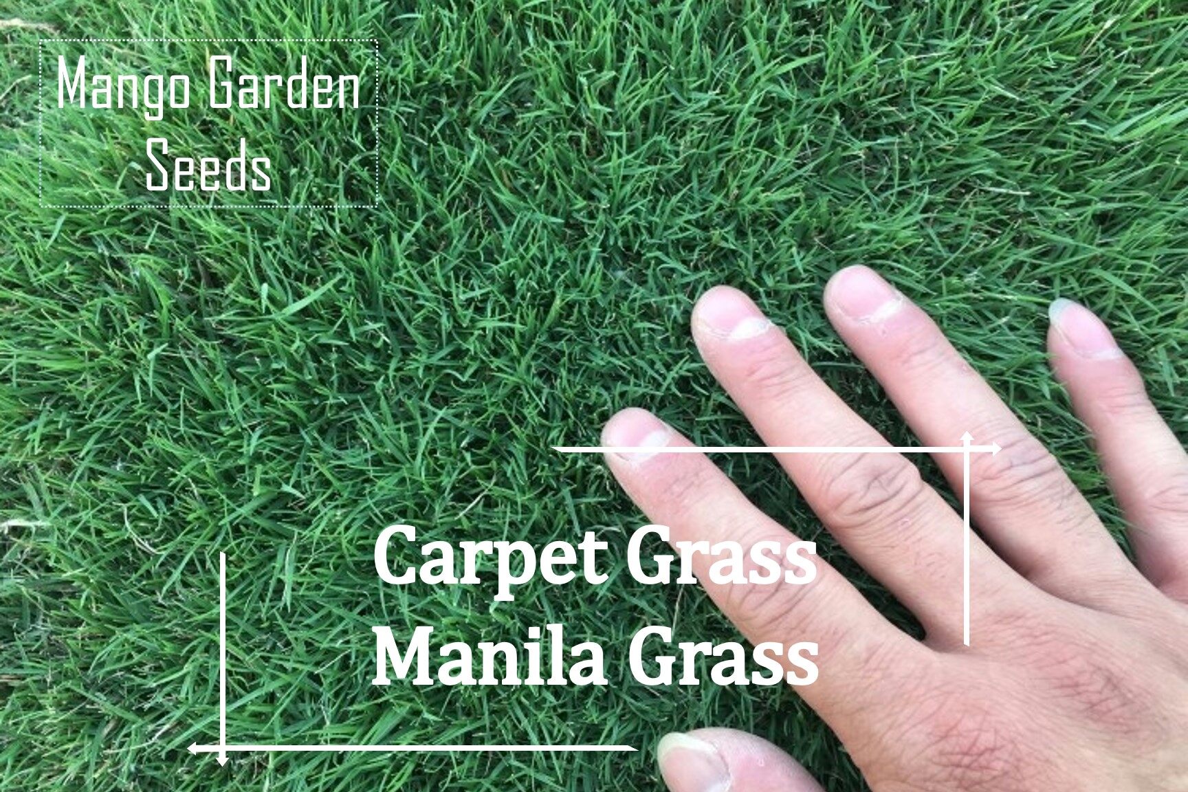 Manila Grass Seeds 6000++ Seed Biji Benih Rumput Manila, Carpet Grass