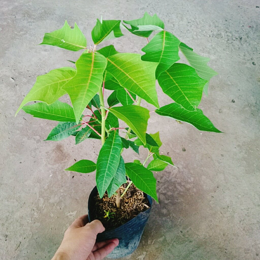 Cây Trạng Nguyên - cây cảnh để bàn