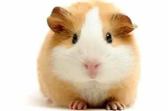 guinea pig home decor