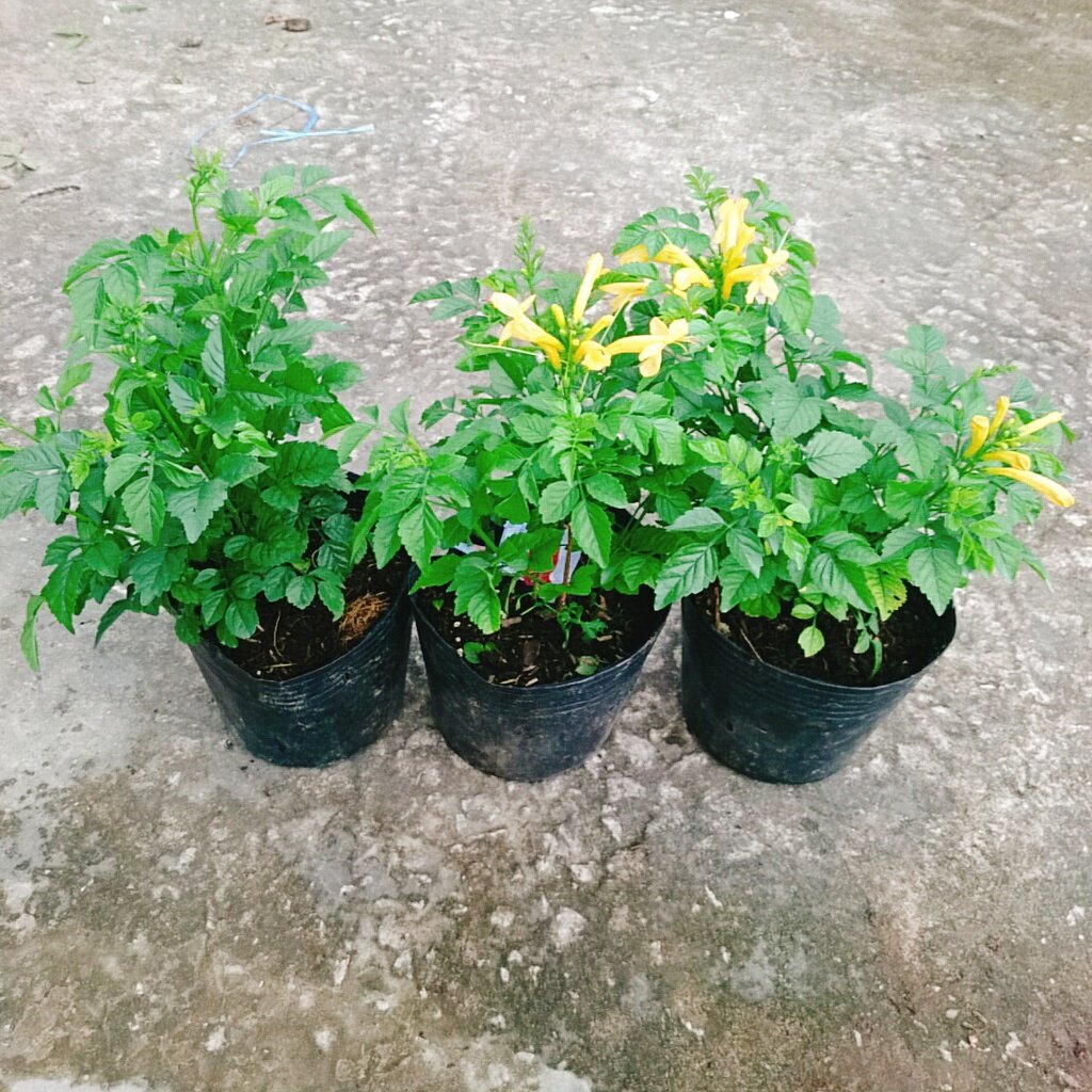 Cây Rạng Đông (Hoa Vàng) - cây cảnh sân vườn
