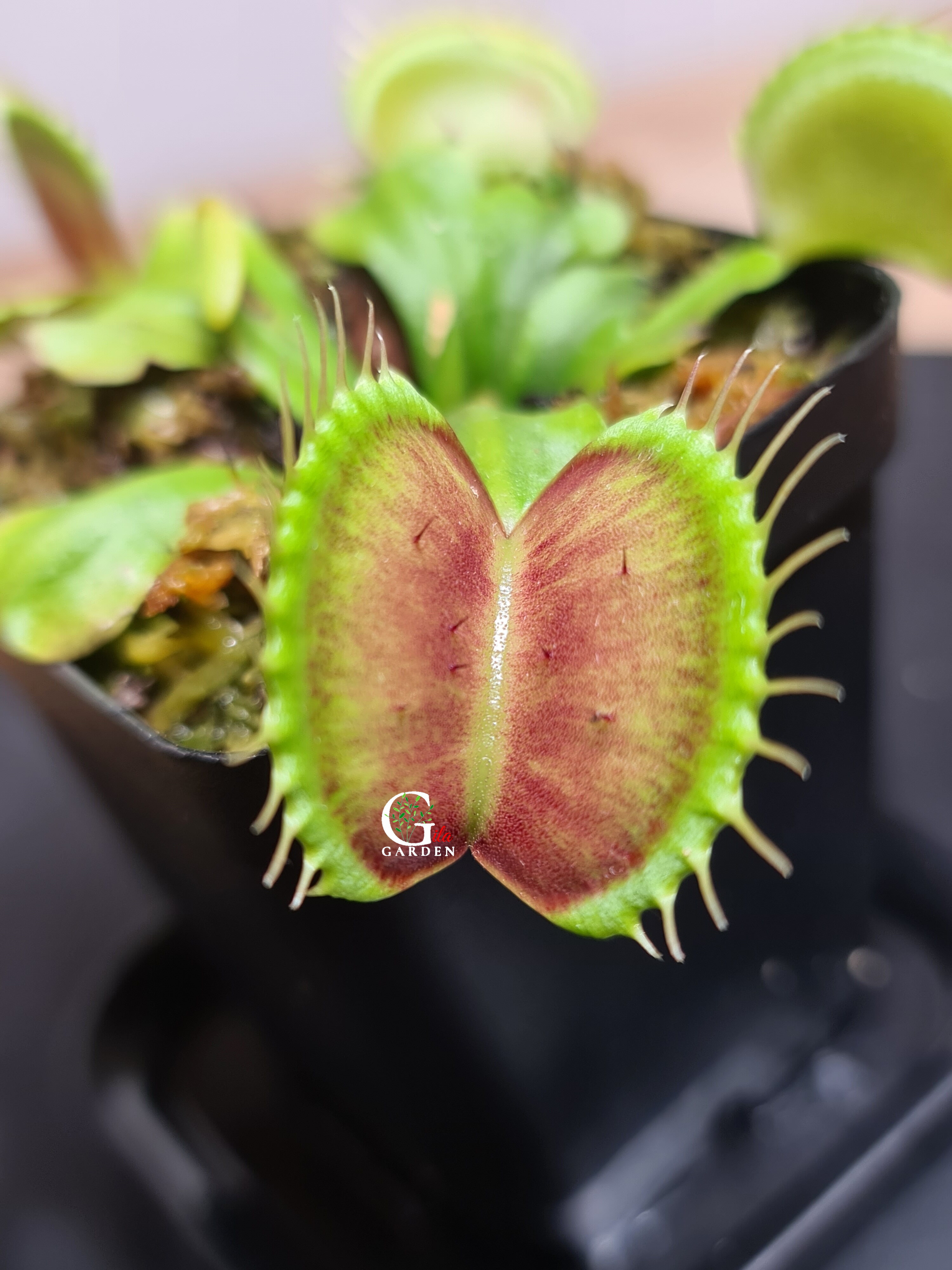 Venus Flytrap B52 [Dionaea Muscipula, Venus Flytrap][Carnivorous Plants ...