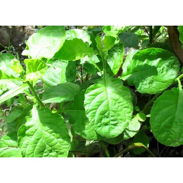 Gói 100 hạt giống cải trời