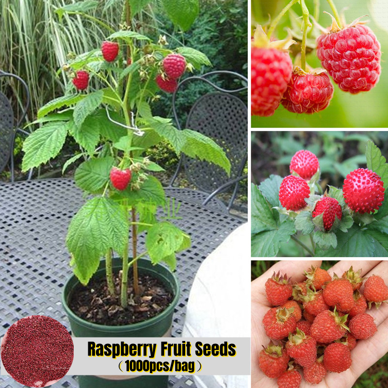 [Fast Sprouting] 1000 Seeds Rare Delicious Raspberry Fruit Seeds for