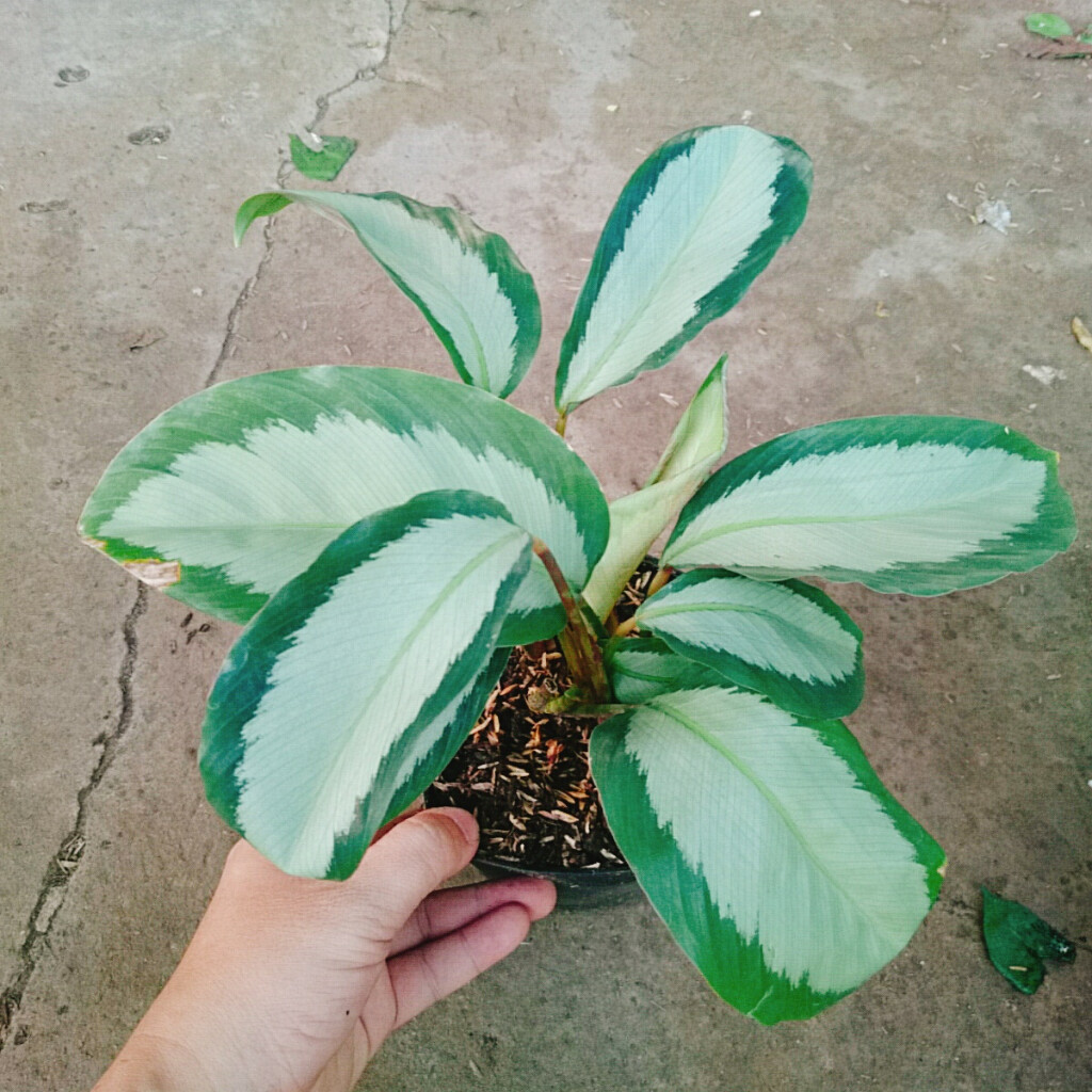 Cây Đuôi Công Trắng - Đuôi Công Lá Bạc