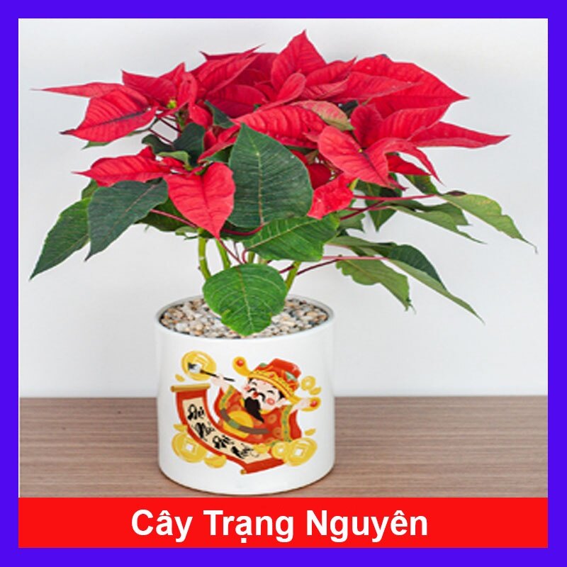 Cây Trạng Nguyên - cây cảnh để bàn