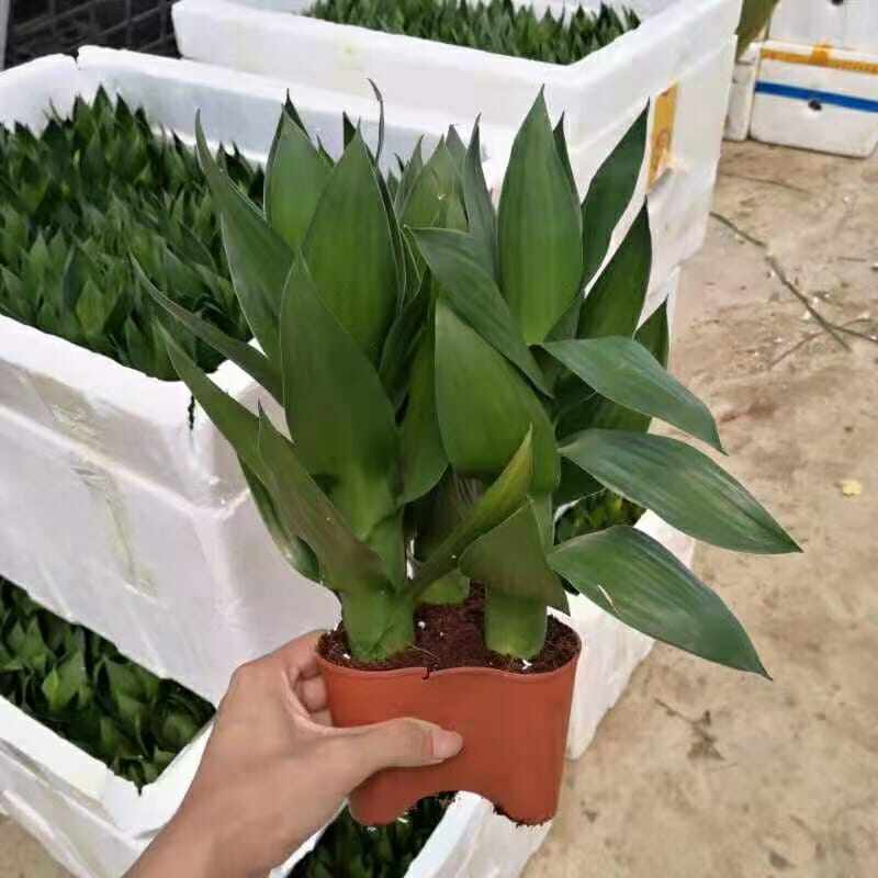 [Indoor Plant] Guan Yin Bamboo 观音竹 Lazada