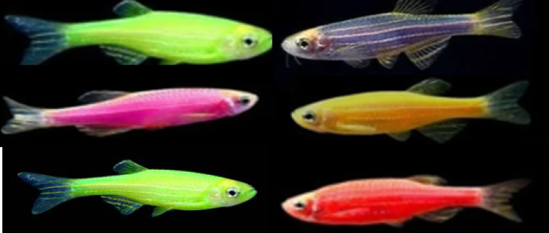 Neon Danios Tetra Fish Mix (5pcs) | Lazada