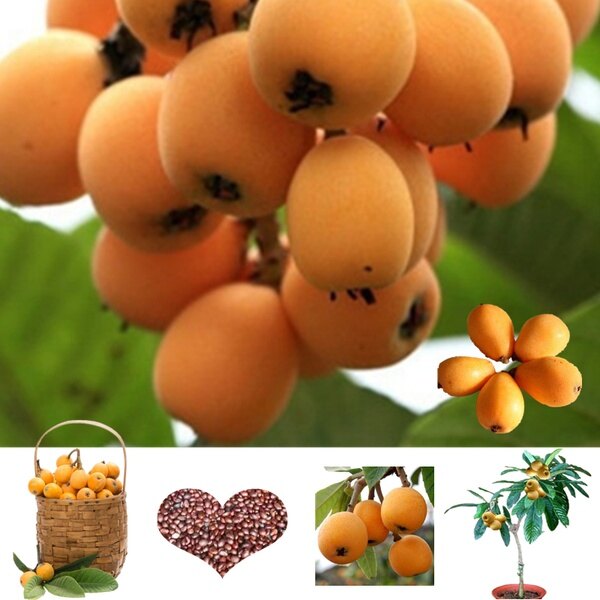 10pcs/bag rare fruit tree loquat bonsai fruit plant family orchard decoration