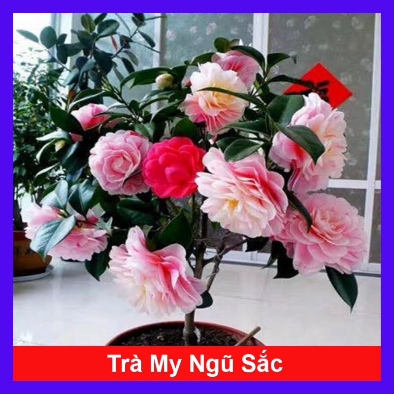 Cây hoa trà my ngũ sắc - ra hoa sau 4-5 tháng