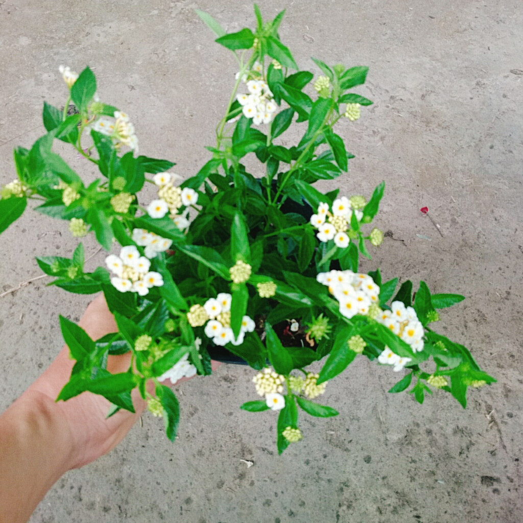 Hoa Ngũ Sắc (Trắng) - Hoa Trâm Ổi Trắng