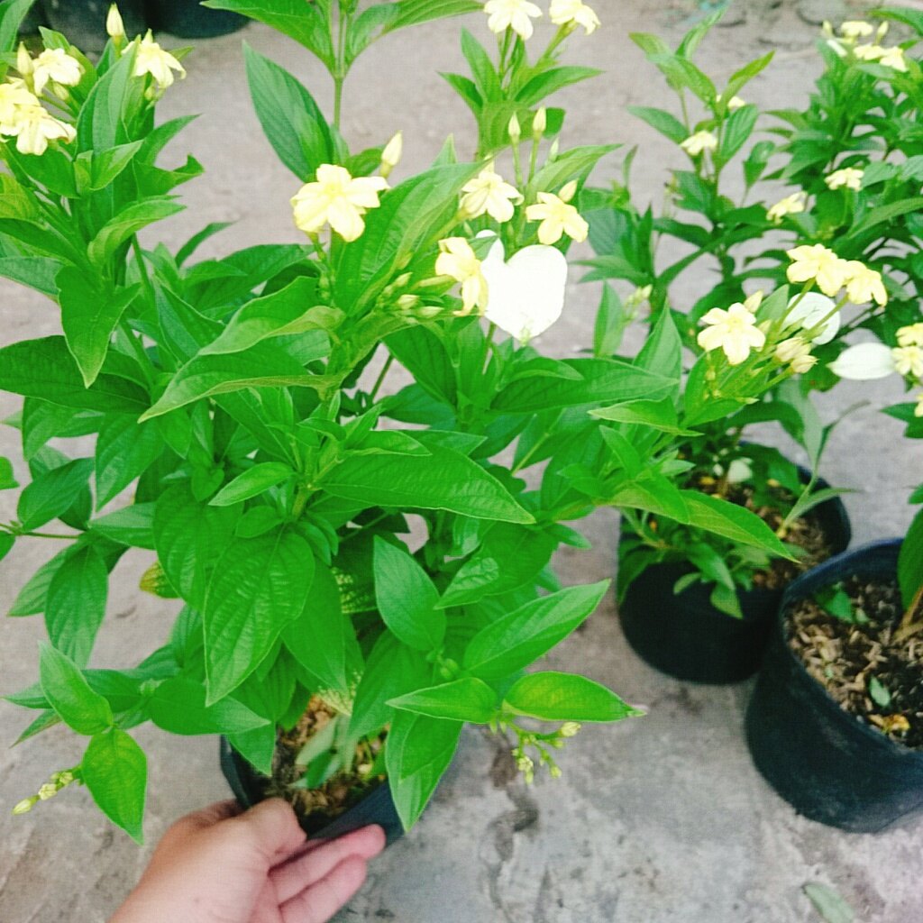 Cây Ngọc Mai - cây cảnh sân vườn