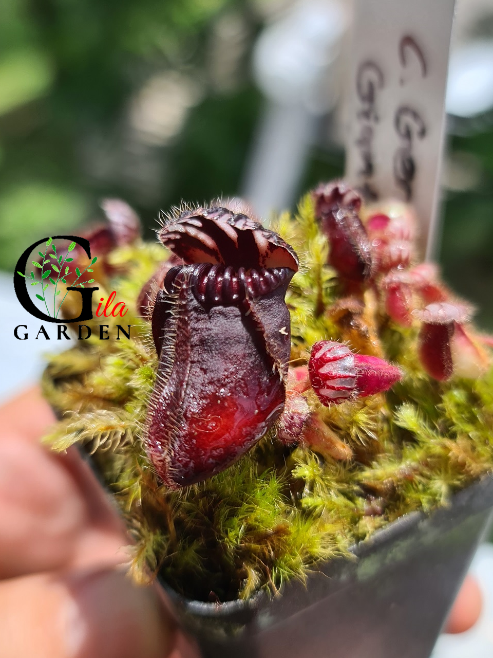 Cephalotus 'GERMAN GIANT x CZECH GIANT' with Mature Pitcher! Rare