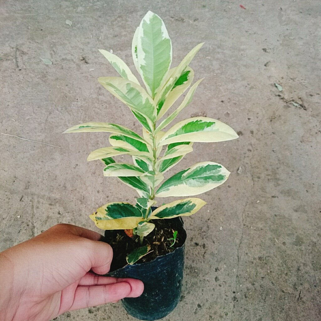 Cây Trang Mỹ Đỏ Cẩm Thạch - Trang Nhung Cẩm Thạch