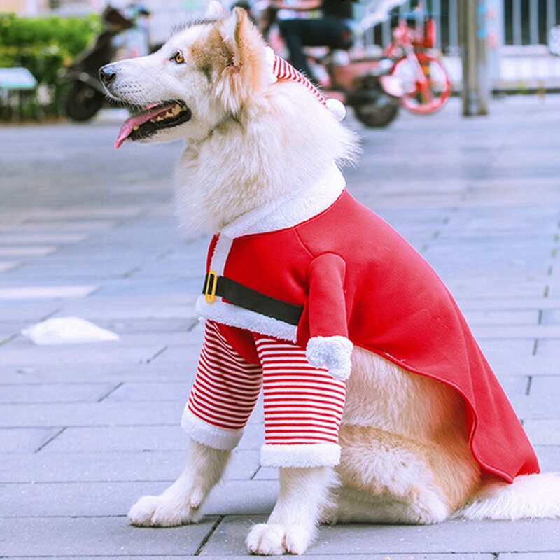 husky christmas outfit