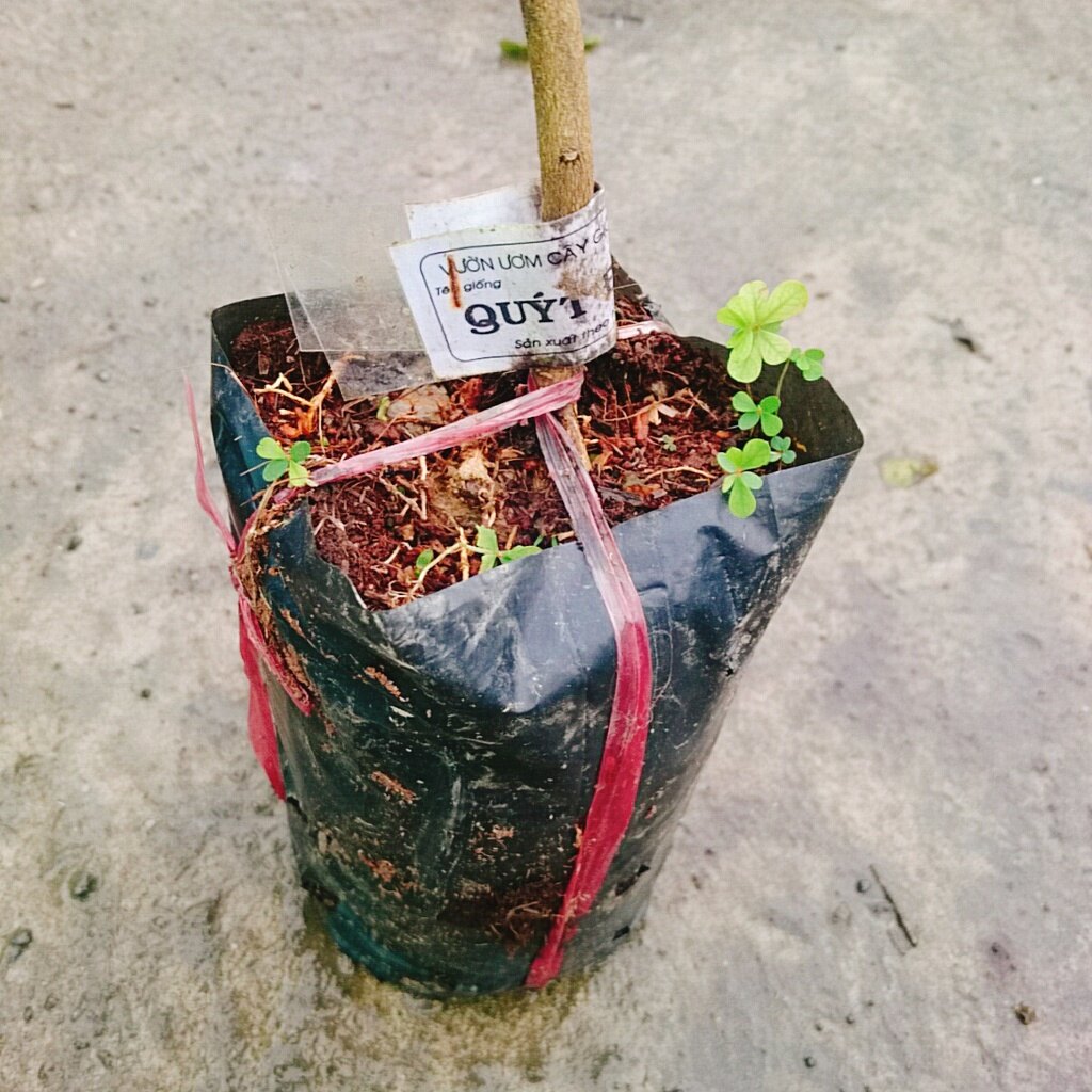 Cây Quýt Đường - cây ăn quả