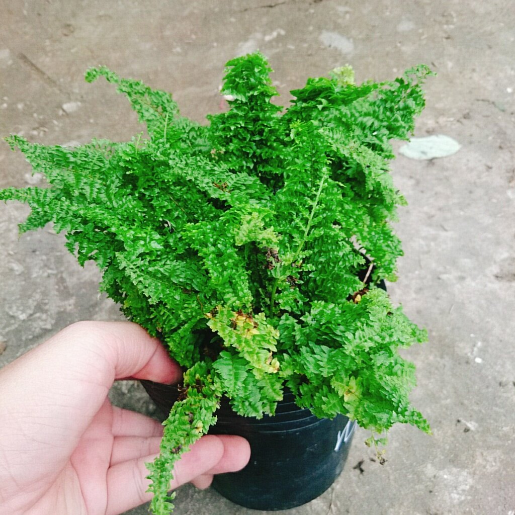 Cây Dương Xỉ Nhật - cây cảnh để bàn