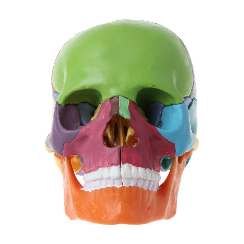 15pcs/set 4D Disassembled Color Skull Anatomical Model Detachable Teaching Tool