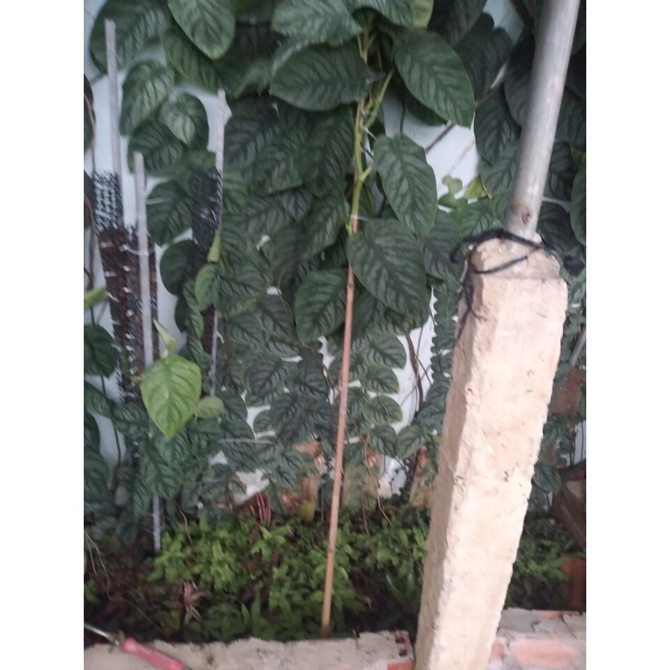 Cây tắc kè thái (giống mới) - cây leo tường