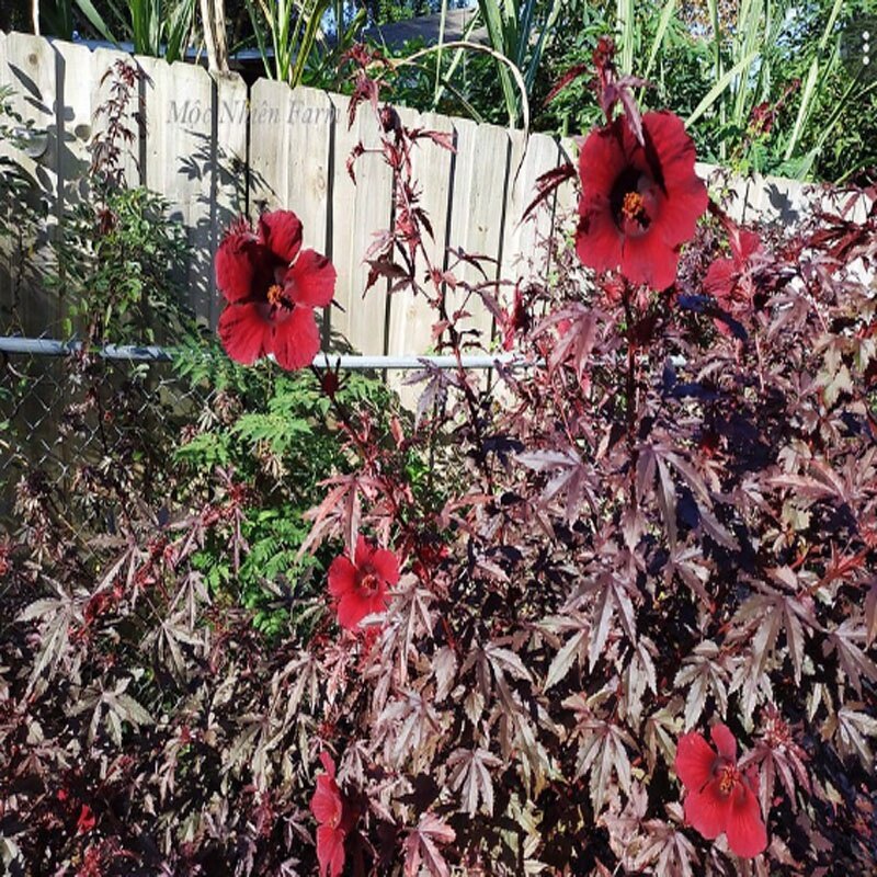 Cây bụp giấm Châu Phi ( Hibiscus lá đỏ)