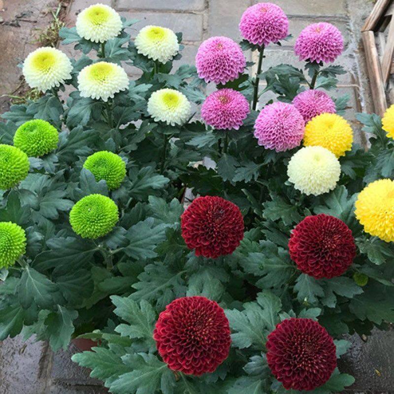 50pcs Rare ping-pong chrysanthemum spring grass succulents plants garden home decor Garden planting