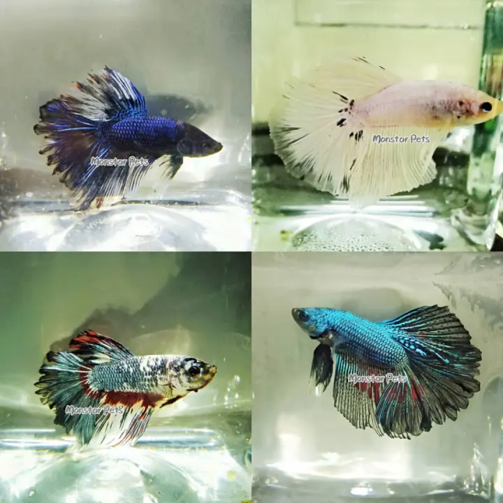 lazada betta fish