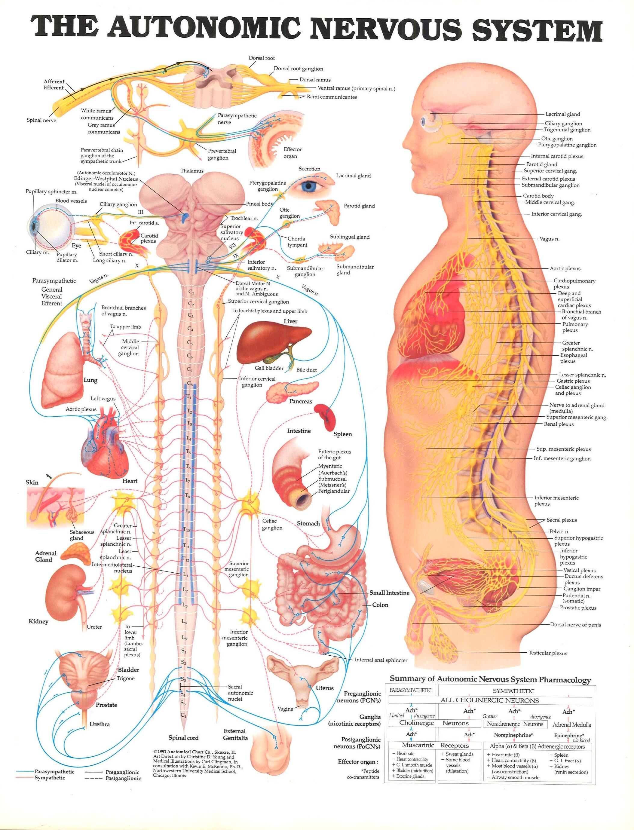 The autonomic nervous system anatomical diagram chart print art silk poster home wall decor
