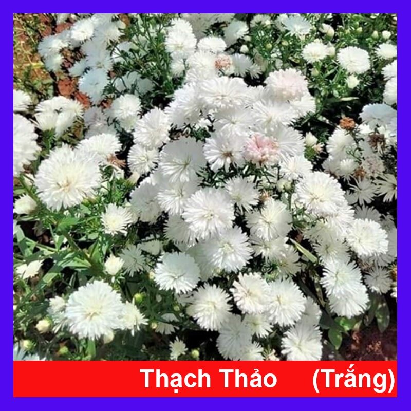 Cây Hoa Thạch Thảo (Trắng) - cây cảnh để bàn