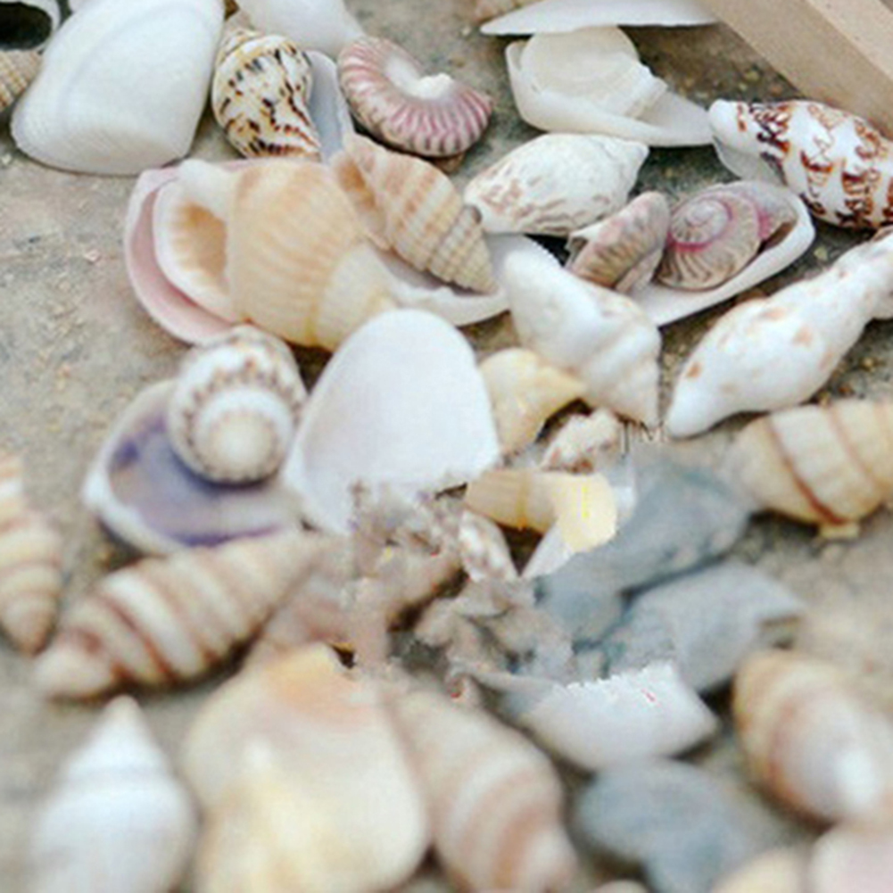 microgood Approx 40 Pcs Mini Miniature Sea Conch Shell Bonsai Lanscape Plants DIY Decor