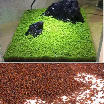 Fish Tank Aquarium Decoration Plant Aquatic Water Grass Seeds Fast