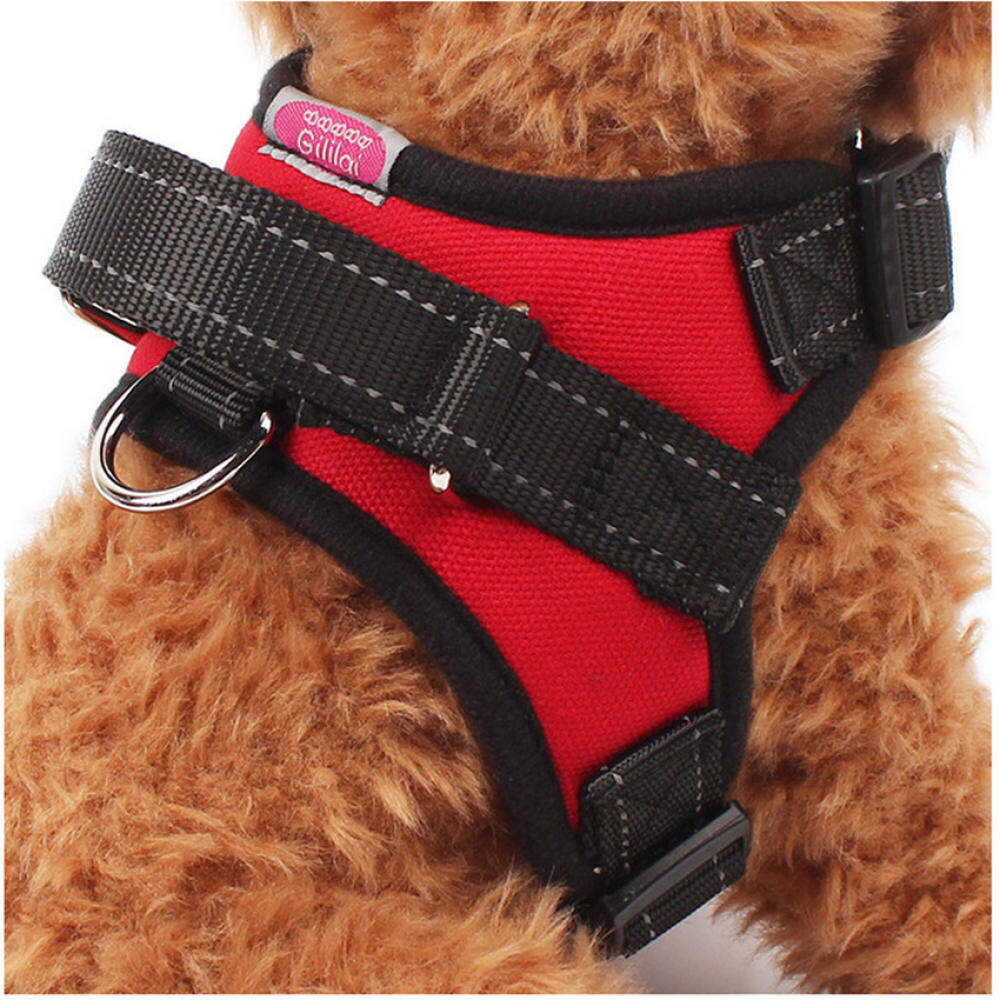 Hiking dog collar Clearance