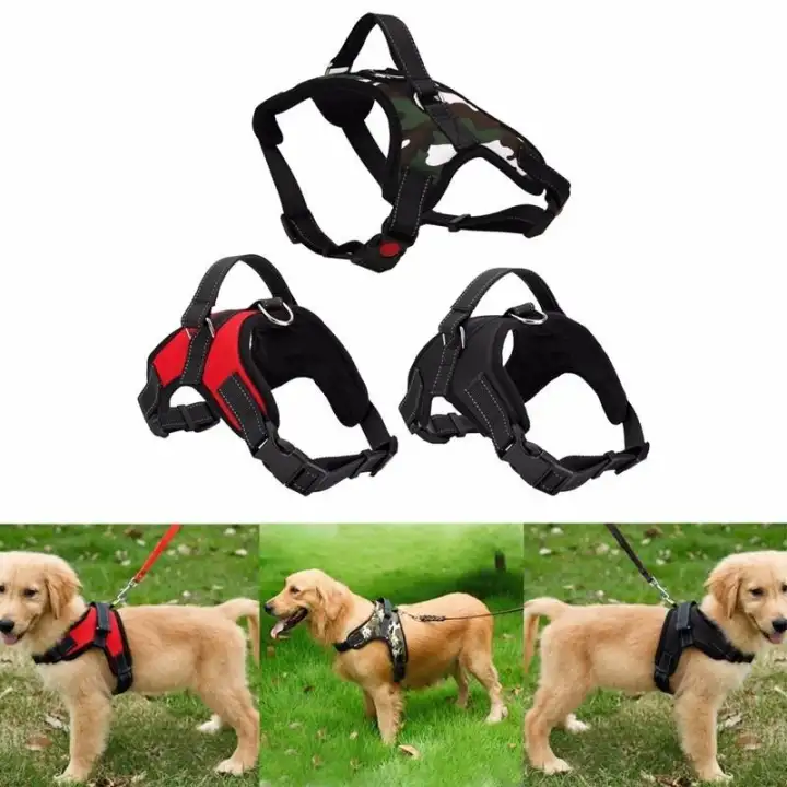 puppy belt online