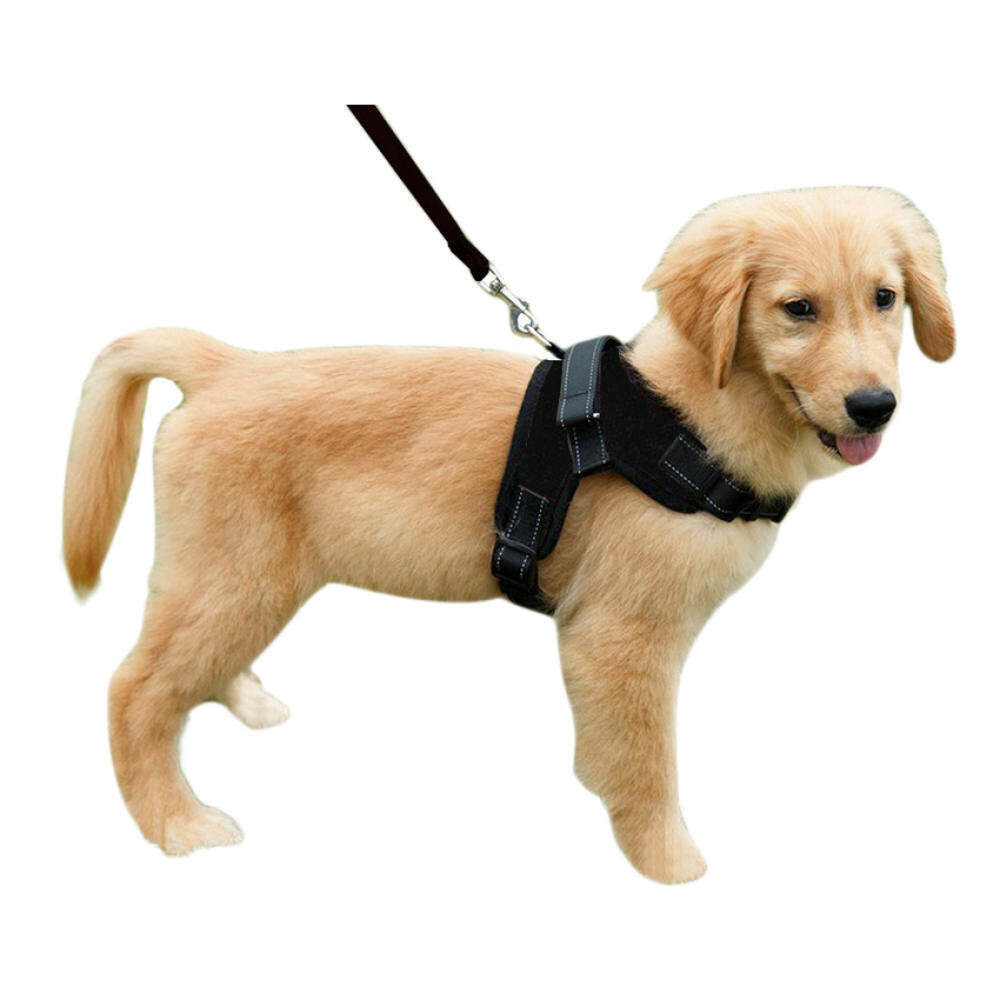dog walking vest